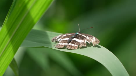 Long-streak-Sailor-Butterfly-Perching-And-Flapping-Its-Broken-Wings-On-Green-Blade-Of-Grass