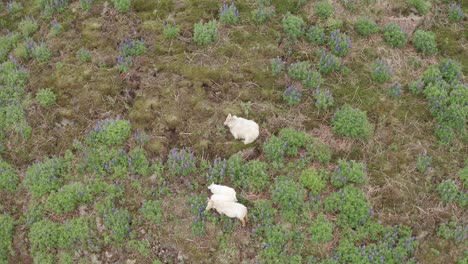 Grupo-De-Ovejas-Pastando-En-Una-Colina-Islandesa-Con-Plantas-Lupinas-En-Crecimiento-En-Primavera