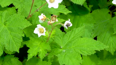 Abejorro-Recogiendo-Polen-De-Flores-Silvestres-De-Thimbleberry