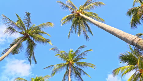 Coconut-palm-trees-on-cloudy-sky-background,-look-up-in-tropical-island