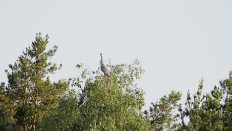 Two-grey-herons-sitting-on-treetop-while-other-birds-fly-by