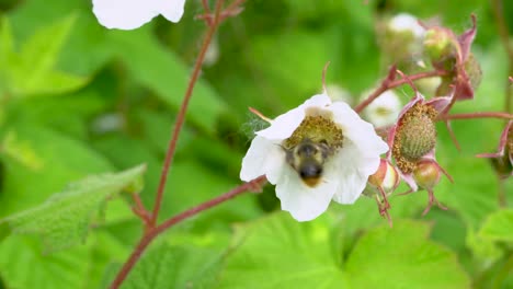 Westliche-Honigbienen-Sammeln-Pollen,-Die-Von-Einer-Hummel-Von-Der-Blüte-Verjagt-Wurden