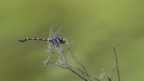 Common-Flangetail,-Dragonfly,-Ictinogomphus-decoratus,-Kaeng-Krachan-National-Park,-Thailand