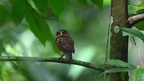 Collared-Pygmy-Owl,-Taenioptynx-brodiei,-Thailand