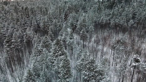 Snow-Covered-Coniferous-Forest---aerial-shot