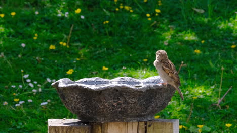 Birds-drinking-in-a-bird-bath-in-UK-garden