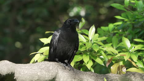 Japanese-Large-billed-Crow-Sitting-On-A-Tree-Branch-Then-Fly-Away