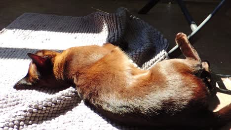 Burmese-Cat-Breed-Sleeps-on-the-Balcony-in-the-Sunlight---Zooming-In-Shot