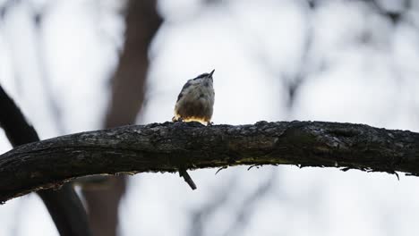 white-breasted-nuthatch-sitting-on-branch-and-flying-away,-slow-motion