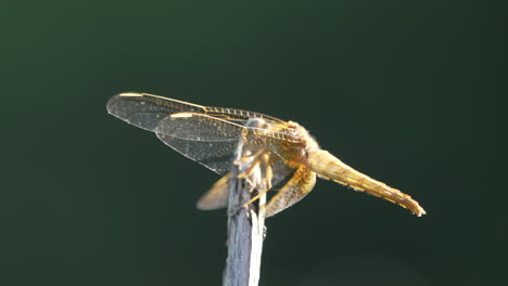 Hockende-Goldberingte-Libelle-Vor-Bokeh-Hintergrund