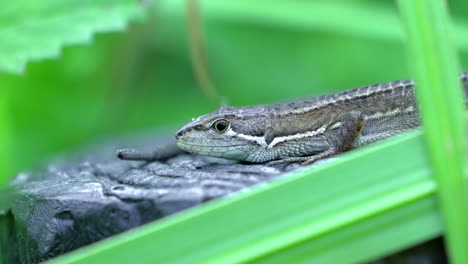 Japanese-Grass-Lizard-On-The-Wilds-Alert-And-Waiting-For-A-Prey-In-Tokyo,-Japan