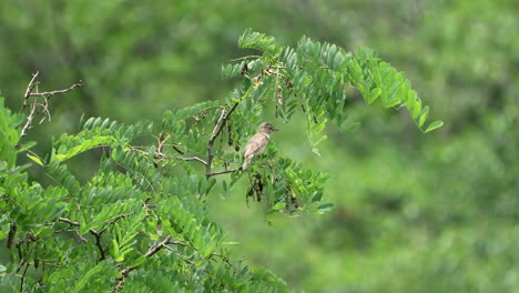 Paseriformes-Eurasiáticos-Gran-Curruca-De-Caña-Perca-En-Un-Exuberante-Follaje-De-árboles-En-El-Bosque-Tropical-En-Saitama,-Japón