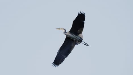 grey-heron-flying-through-clear-sky-in-morning-sun,-slow-motion