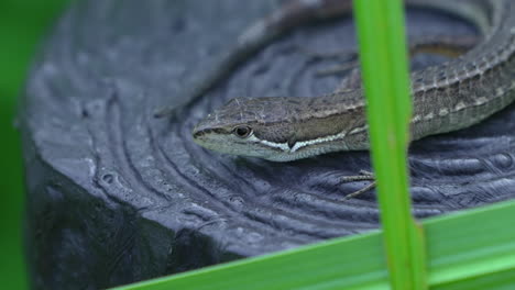 Japanese-Grass-Lizard-Stands-On-A-Flat-Surface-With-Long-Blade-Leaves
