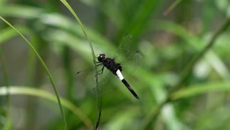 Japanese-Pied-Skimmer-Dragonfly-Rest-On-The-Blade-Of-Tall-Green-Grass-Near-Pond-In-Saitama,-Japan
