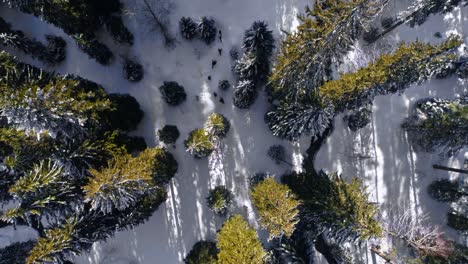 Aerial-top-down-shot-showing-group-of-hiker-hiking-on-snowy-forest-trail-in-France-during-sunny-day-in-winter