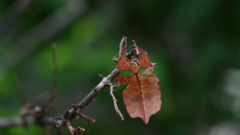 4K-Close-Up-of-Javanese-Leaf-Insect-Phyllium-Pulchrifolium-on-a-Twig-in-a-Forest-at-30FPS-shaking-its-body-while-hanging-on-a-twig-pretending-to-a-leaf-blown-by-the-wind
