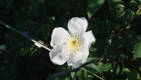 Jasmine-Jasminum-Flower-In-Garden.-Zoom-Out