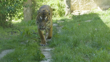 Sumatra-Tiger-Geht-Auf-Dem-Gras-Und-Nähert-Sich-Der-Kamera-Im-Zoo