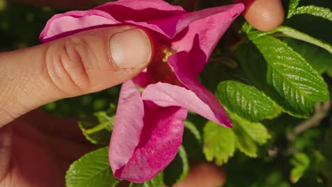 Schöne-Rosa-Blume,-Die-Gehandhabt-Wird,-Nahaufnahme
