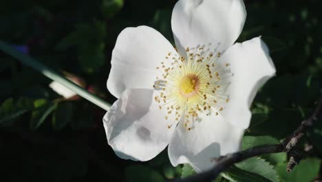 Warm-Sunshine-On-White-Burnet-Rose-In-The-Garden