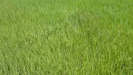 Paddy-field-agricultural-farmland-in-Asian-countryside
