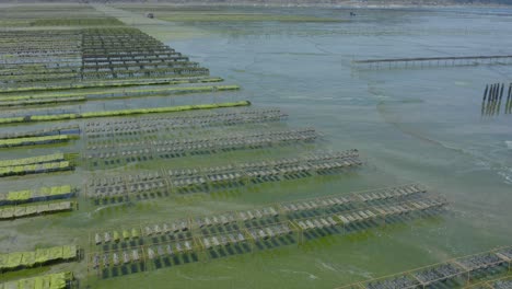 Aerial-View-Of-An-Oyster-Farm-During-Low-Tide-With-Algae-On-Shallow-Water