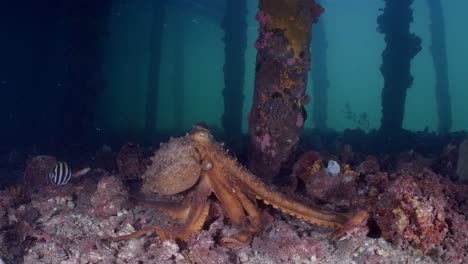Maori-Octopus-Macroctopus-propulsion-jetting-underwater-and-swimming-on-sea-grass-beds-and-under-pier-4k-60fps