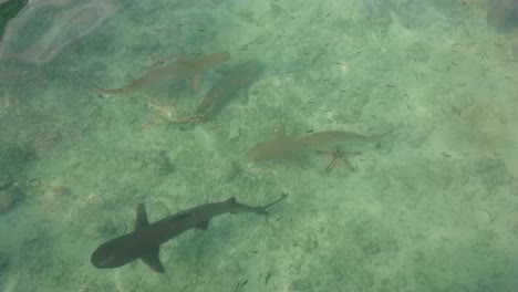Vista-Superior-Grupo-De-Tiburones-Nadando-Bajo-El-Agua