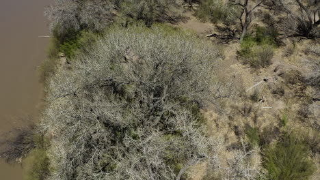 árbol-De-Chopo-Sin-Hojas-En-La-Orilla-Del-Río-Grande-En-El-Espacio-Abierto-De-Alameda,-Albuquerque,-Nuevo-México