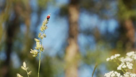 Ladybug-swinging-on-a-blade-of-grass