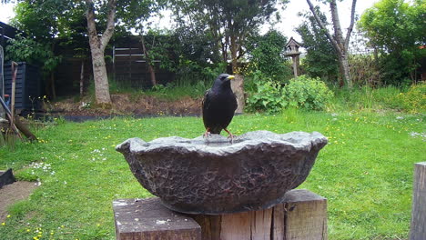 Bird-drinking-in-a-bird-bath-in-UK-garden