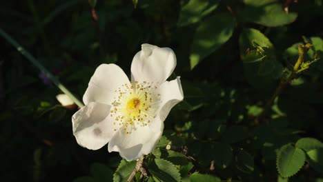 A-close-up-shot-of-a-white-dog-rose-blooming-on-a-green-branch