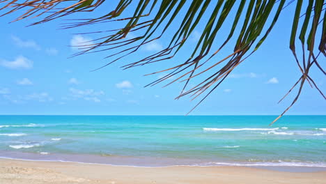 Coconut-Palm-tree-leaf-peaceful-swaying-in-breeze-against-sandy-beach,-turquoise-ocean-waves,-blue-sky-and-white-clouds