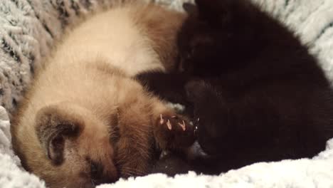 Zwei-Kätzchen-Mit-Gegenüberliegenden-Pelzmänteln-Befummeln-Sich-Spielerisch-Im-Bett,-4k