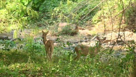 4K-Static-Zoom-Shot-of-two-Female-Eld's-Deer-Known-as-Panolia-Standing-Cautiously-in-a-Forest-at-30FPS-grazing-at-a-river,-one-looking-towards-the-camera,-the-other-busy-eating
