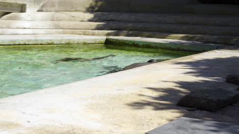 Leones-Marinos-De-California-Nadando-En-El-Parque-Zoológico-Y-Mirando-Fuera-Del-Agua-Durante-El-Día-Soleado
