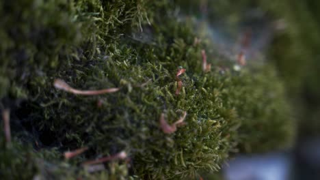 Closeup-sideways-dolly-of-green-moss-on-drystone-wall,-Peak-District,-England