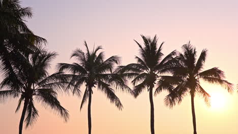 Kokospalmen-Silhouette-Vor-Goldenem-Sonnenuntergang-Am-Strand-Von-Miami