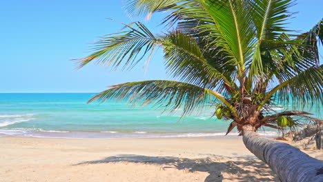 Tropical-Caribbean-island-with-beach,-sea,-and-banded-towards-the-ground-coconut-palm-tree-on-a-sunny-day
