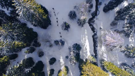 Cinematic-aerial-birds-eye-shot-showing-group-of-people-hiking-through-snowy-pine-tree-forest-during-white-wonderland-in-French-mountains