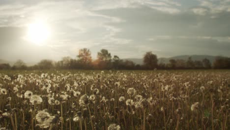 Dandelions-in-a-field-at-sunset