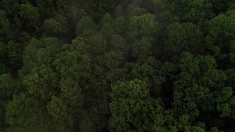 Dark,-lush-and-dense-forest-while-flying-over-drone-view