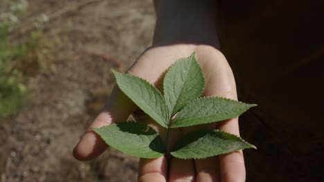 Elderflower-Green-Leaf-Resting-On-Palm-Of-Hand-Outside-In-Sun