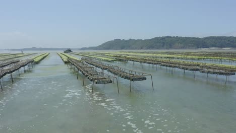 Panorama-Of-Oyster-Farm-With-Basket-And-Rack-and-Bag-System-For-Aquaculture
