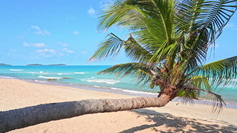 Leaning-palm-tree-above-sandy-beach-by-tropical-sea-on-sunny-summer-day,-full-frame