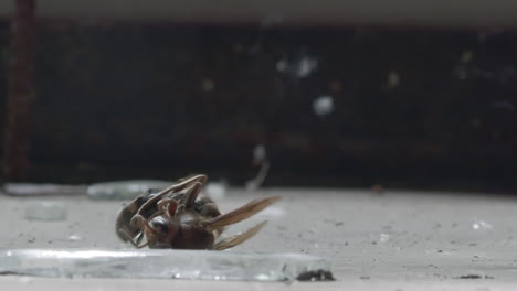 Beetle-struggles-with-dead-hornet-on-grungy-floor,-macro