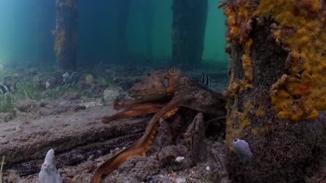 Maori-Octopus-Macroctopus-Antrieb,-Der-Unter-Wasser-Spritzt-Und-Auf-Seegrasbetten-Und-Unter-Pier-4k-60fps-Schwimmt