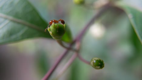 Nahaufnahme-Von-Roten-Ameisen-Auf-Grünen-Blättern