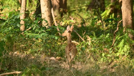 4K-Static-Shot-of-Female-Eld's-Deer-Known-as-Panolia-Standing-Cautiously-in-a-Forest-at-30FPS-as-it-walks-away-stumping-its-feet-as-a-warning-against-human-presence